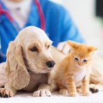 MyWebInsurance.com Pet Insurance