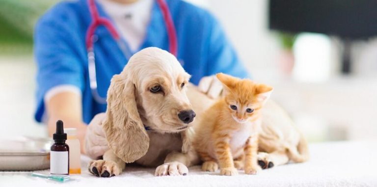 MyWebInsurance.com Pet Insurance