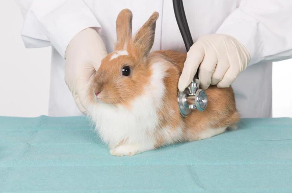 Pet Insurance for Rabbits