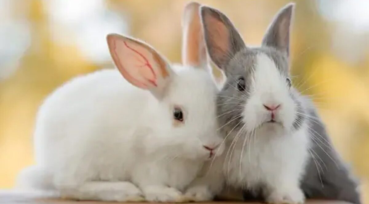 Pet Insurance for Rabbits