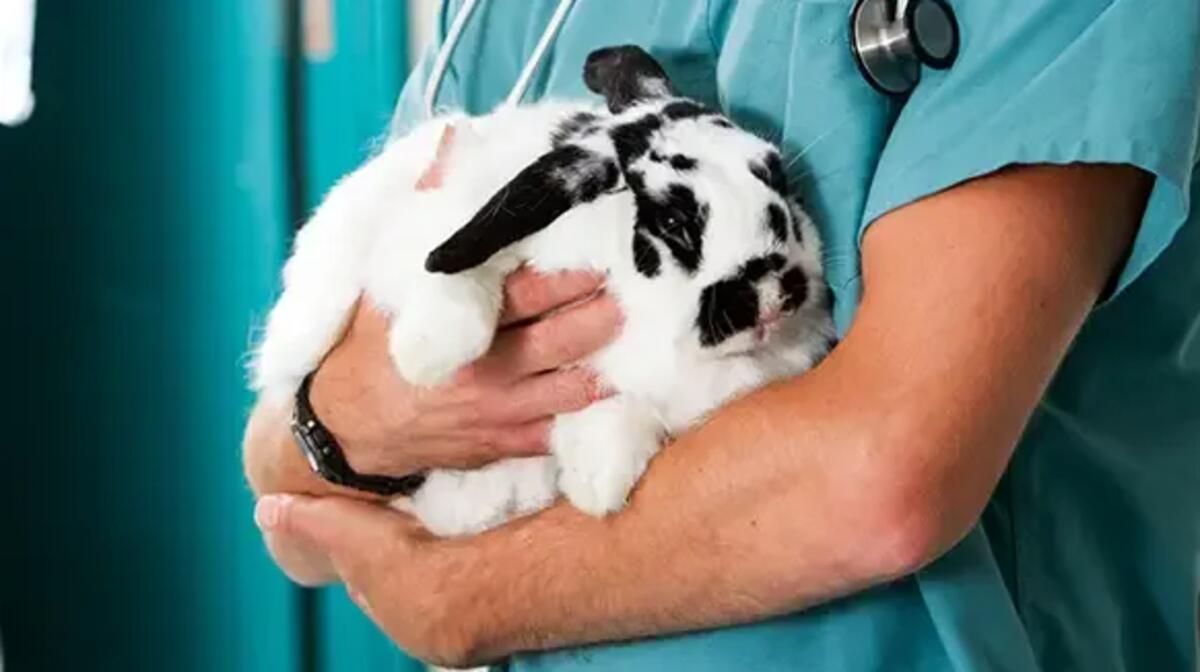 Pet Insurance for Rabbits